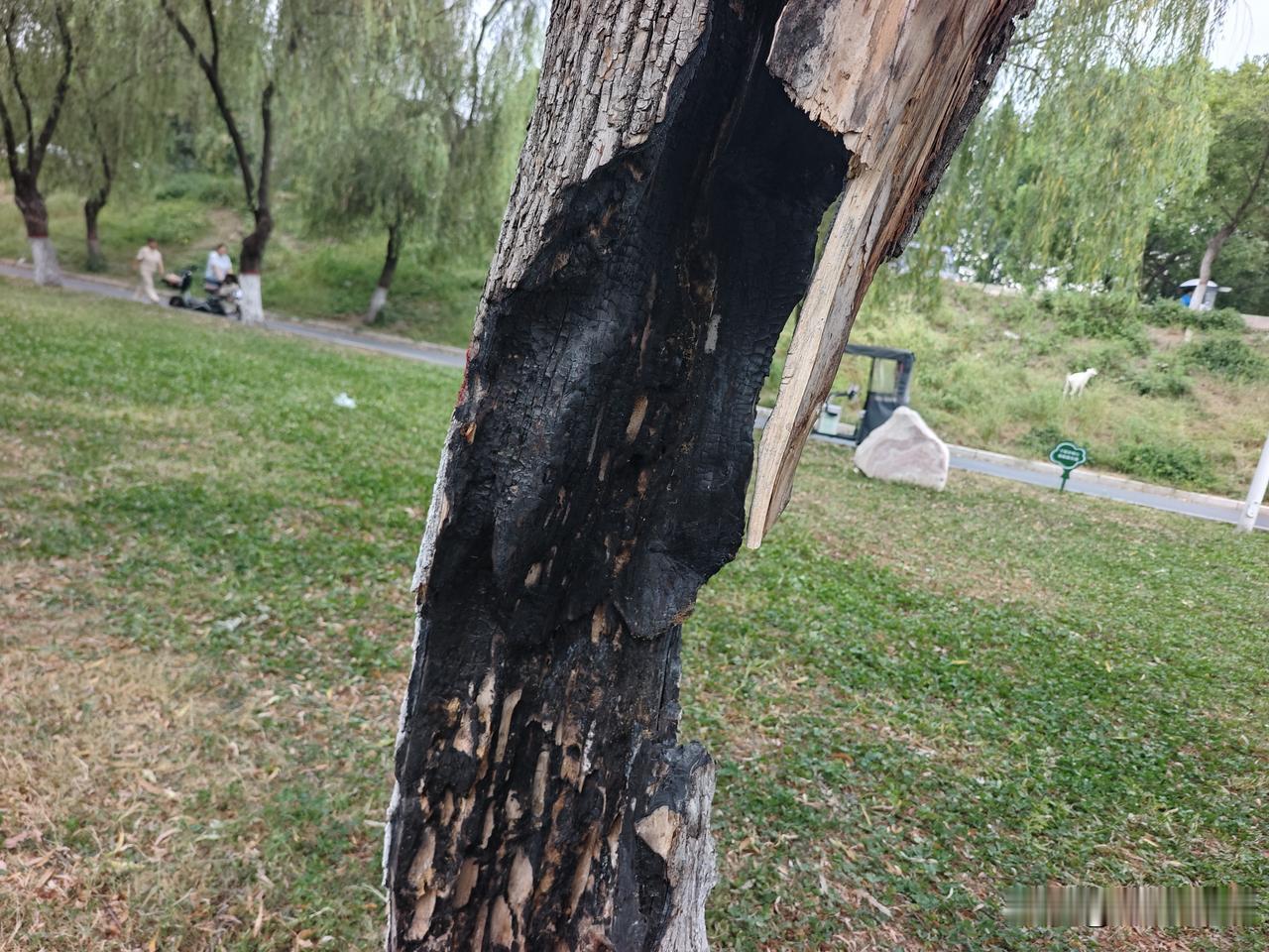 在驻马店泌阳南河公园有一颗只剩下皮的柳树，还在活着，这颗树引来了不少的人来到这里