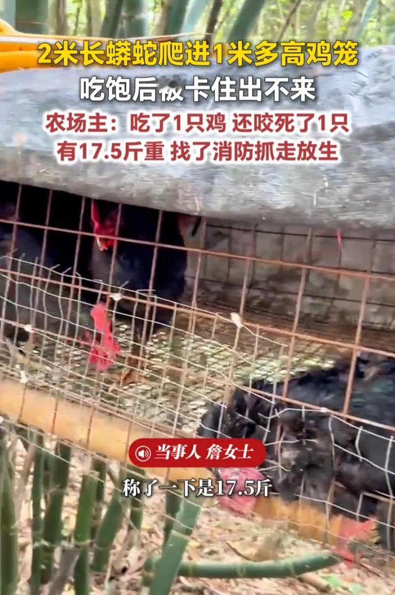 福建，一女子在上山搞养殖，早上来喂鸡时，一到地方就发现地上躺着一只鸡，已经被咬死