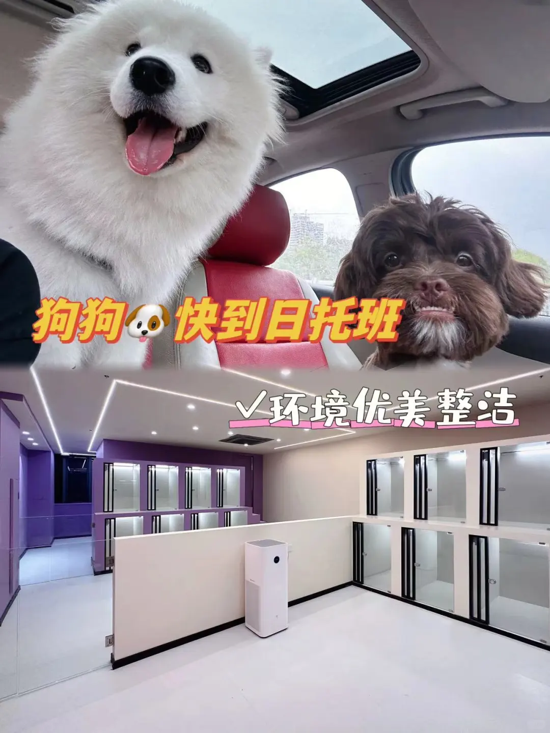 蓬头垢面还要给狗狗把屎把尿？杭州这家日托班了解一下 最近小孩出生了，虽...