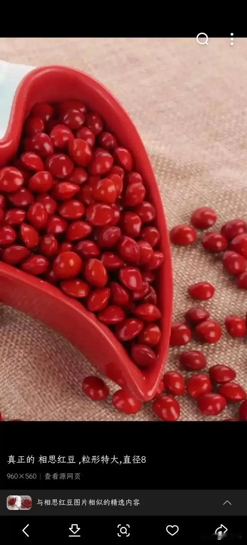 轻轻走过湖畔
万千红豆揉碎了月影
相如文君曾在这树下
许下不变的誓言
我走过去，