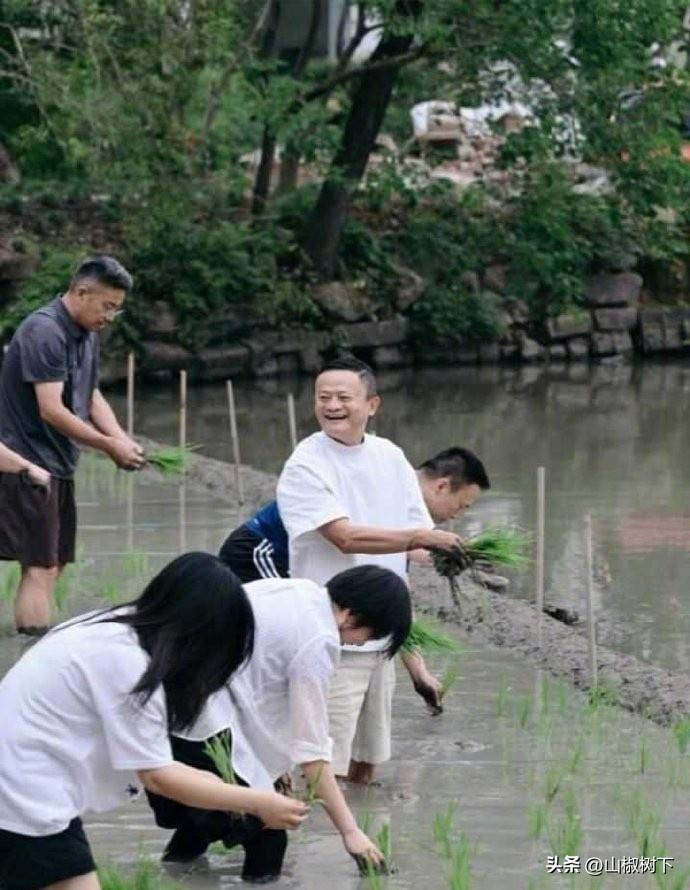 马云带队阿里高管集体下田插秧，6月22日，马云带领阿里与蚂蚁集团十余位核心高管在