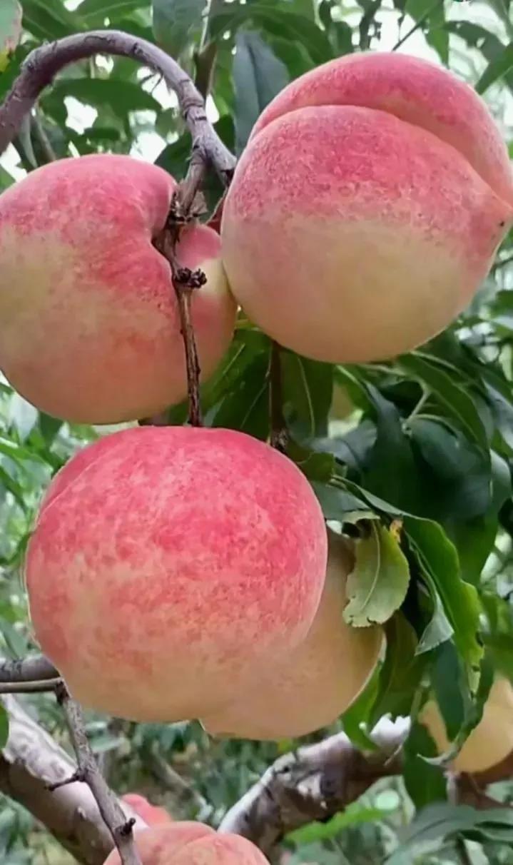 盛夏末章，万物丰盈，日光滚烫，岁至热烈圆满。

庄稼吸足了盛夏的阳光雨露，瓜果酝