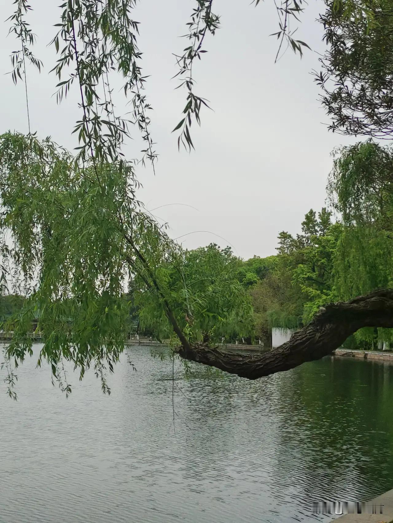 推开家门，父亲老张正坐在沙发上，手里摩挲着一枚金光闪闪的纪念币。茶几上散落着各种