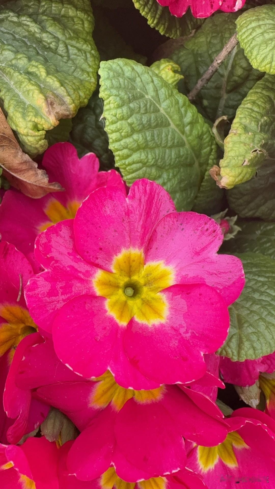 那是国球🏓，不懂球的胖子说的[呲牙][捂脸][捂脸][捂脸][比心][作揖][