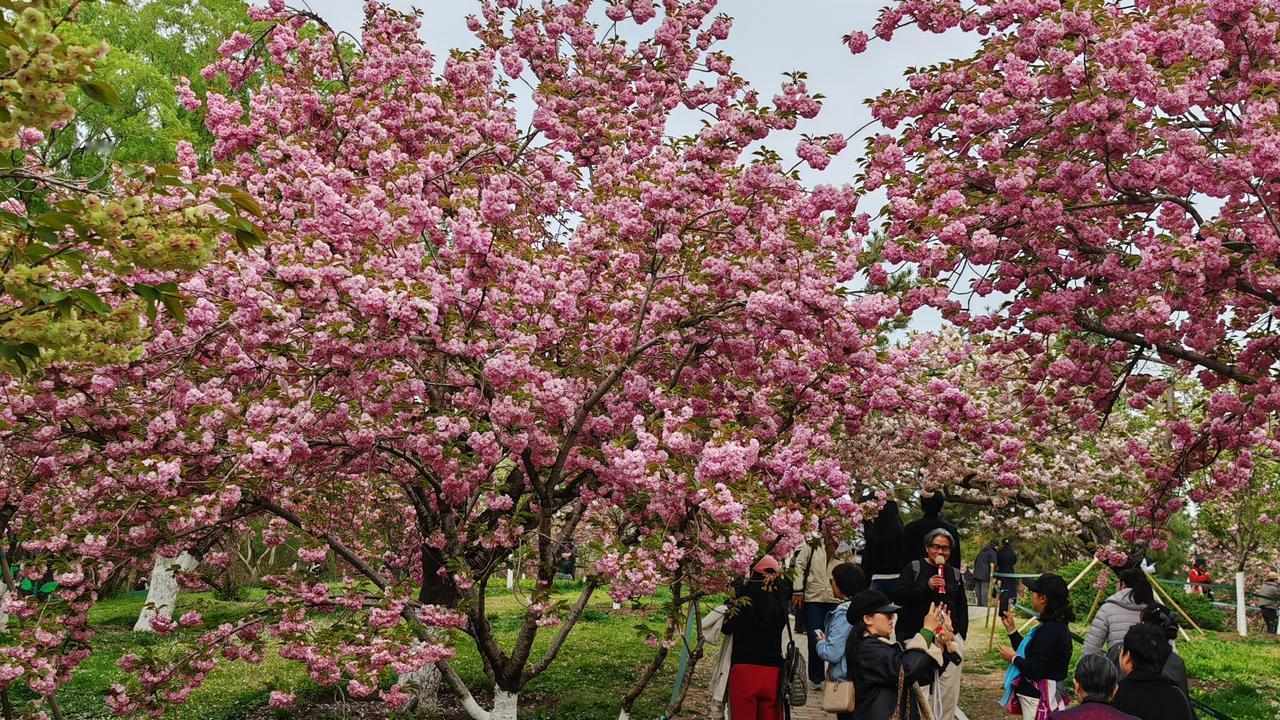 今日下午去了北京的玉渊潭公园，此时正值玉渊潭樱花都鼎盛时期，满园花团锦簇，姹紫嫣