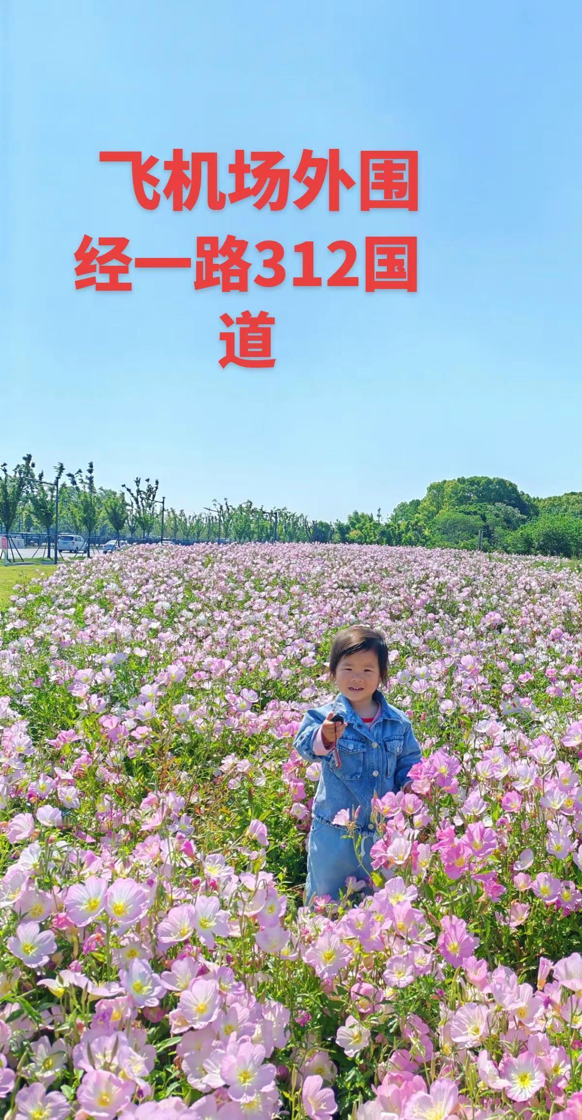 带着宝宝去看花海 记录带娃赏花的日子