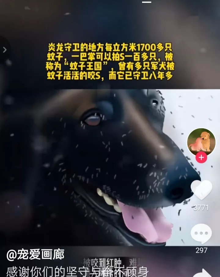 军犬炎龙在这块每立方米1700只蚊子的地方，一守就是八年！被蚊子咬到满脸红肿，痛