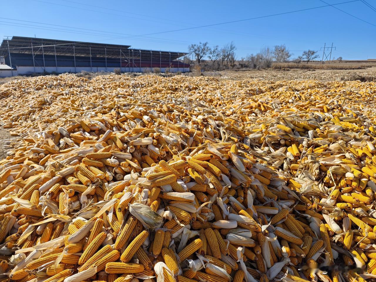去年卖玉米的钱没花完，今年的又下来了，和林格尔玉米再次喜获丰收，这是秋天该有的样