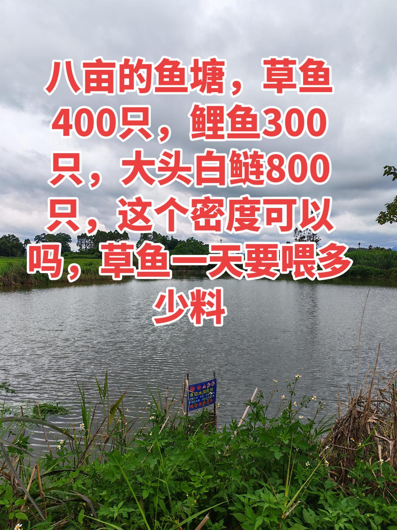 像这种鱼塘一天喂多少料？这个密度多不多养鱼日记 养鱼 农村生活 农村 三农