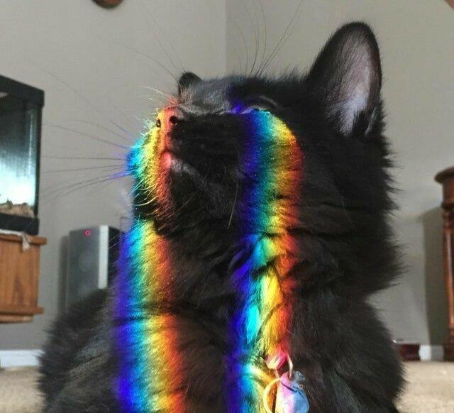 猫猫它哭了个彩虹眼泪[憧憬] ​​​
