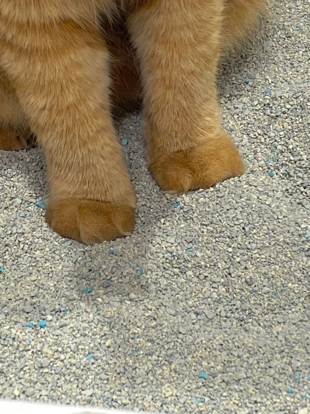 带小猫去沙滩玩