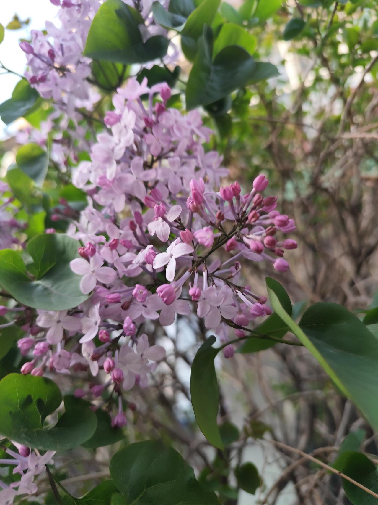 春日处处是动人的美景，山青水秀相映成趣，鲜花竞相盛开，万紫千红的模样别样美丽。