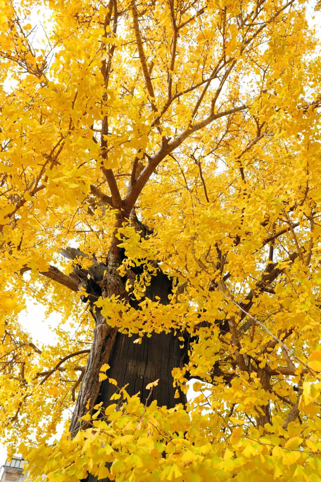 开年有好消息！淀山湖镇和江苏蓝园集团签下合作协议，要一起改造金家庄和啧噢村两个老