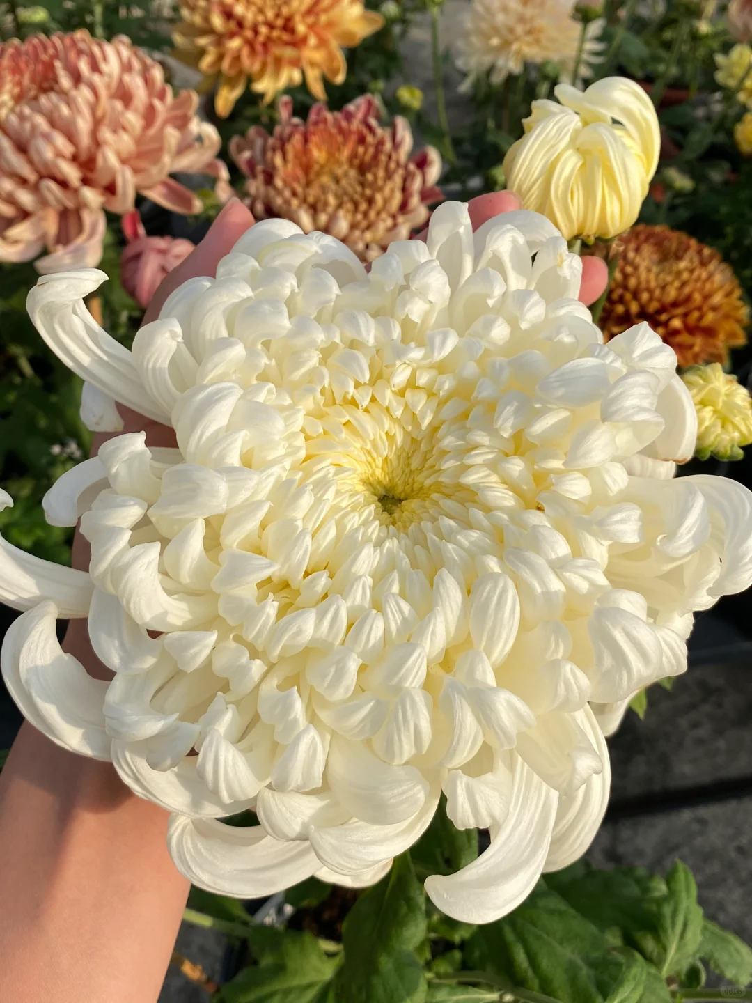 菊花好好rua啊～嘿嘿 都是这两天拍的菊花