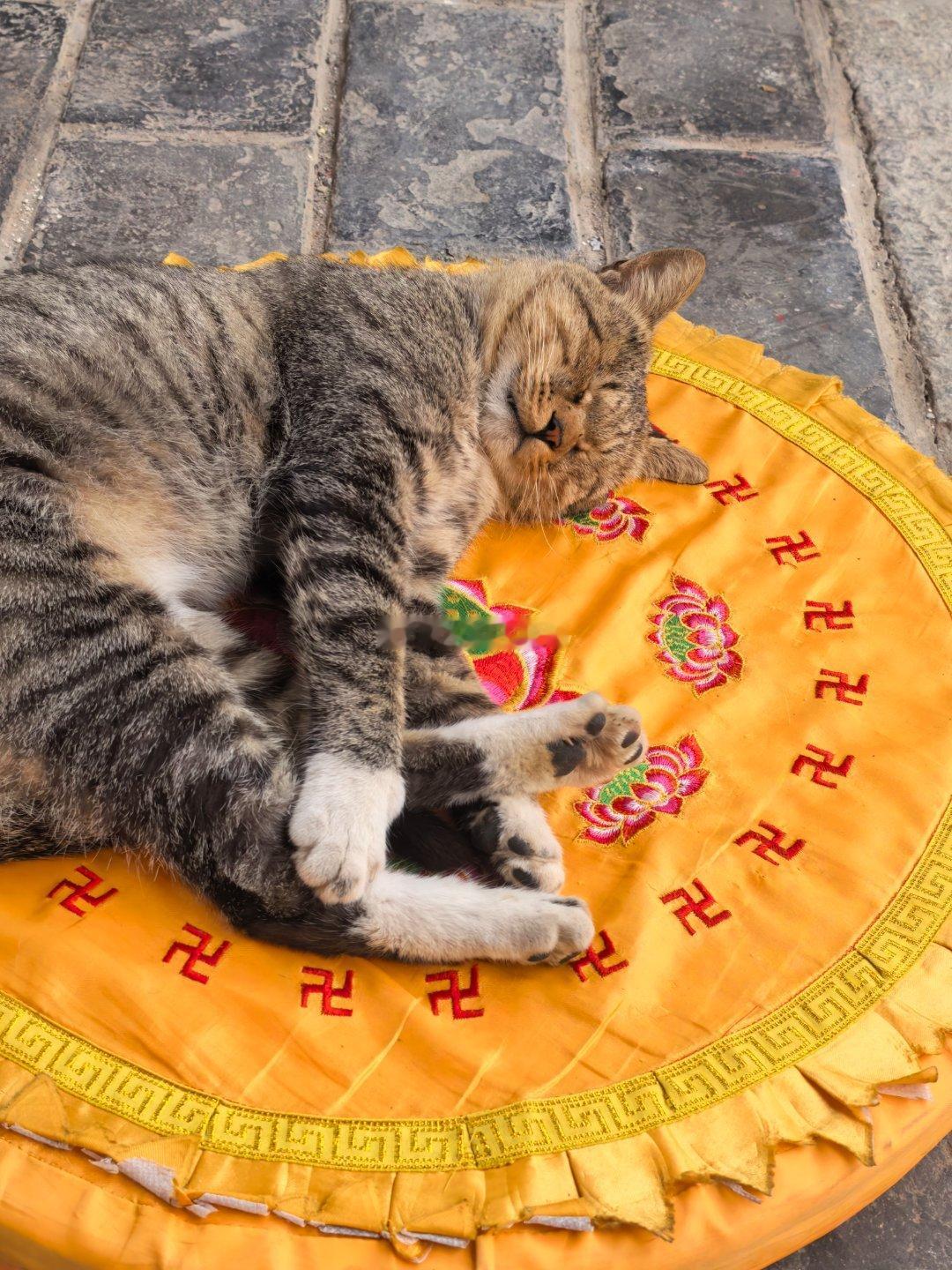 众生皆有禅意 小猫先悟了 占了蒲团 睡的比谁都虔诚 