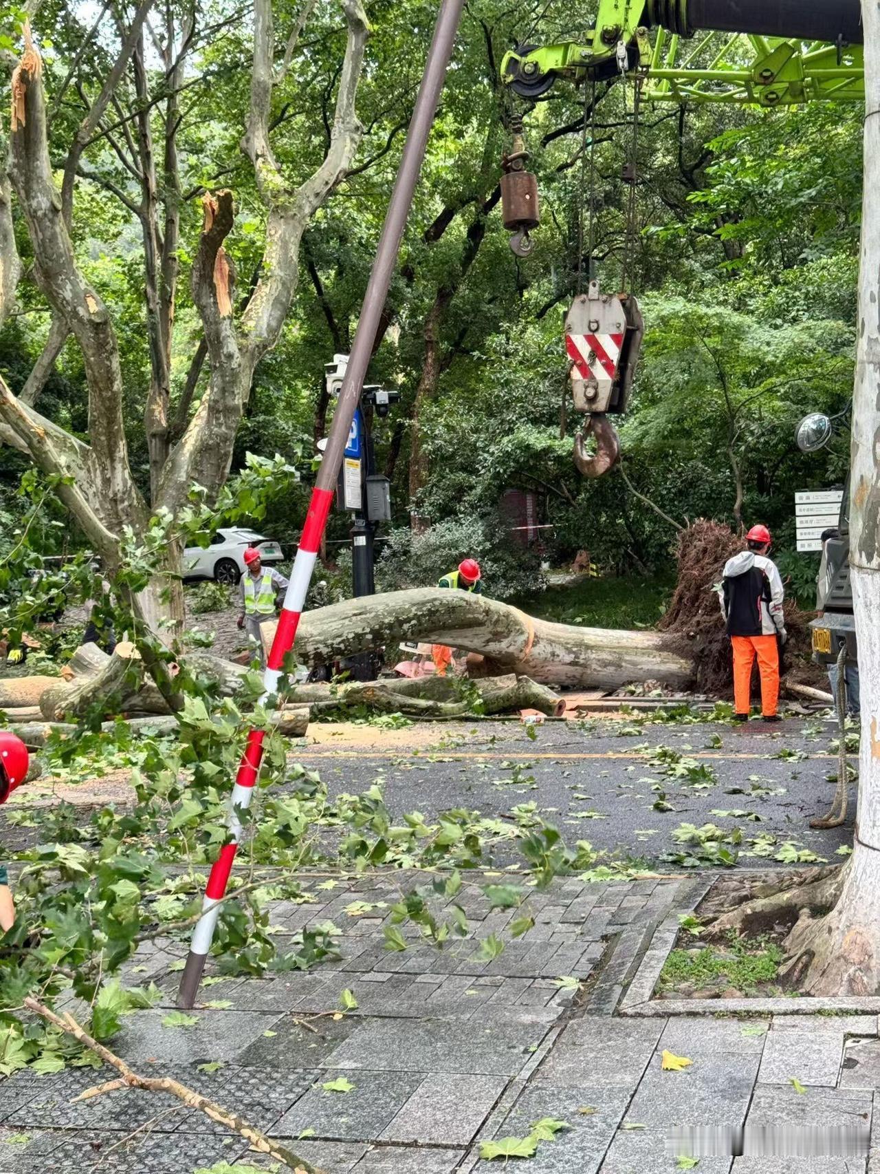 台风过境西湖！满目狼藉满目温柔：狂风摧得山河乱，生灵自带治愈光
 
素来以温婉细