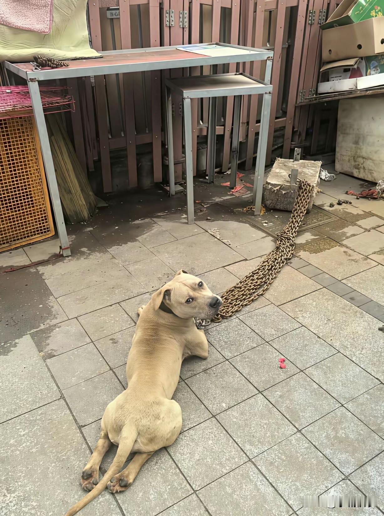 这下知道狗子有多猛了吧[捂脸][捂脸][捂脸]