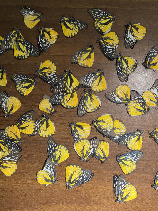 喜欢这一抹明亮的黄色