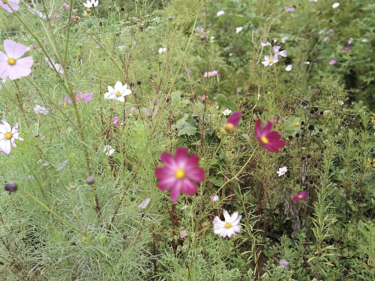 晒图笔记大赛这片花田，像一首自然的散文诗，毫无匠气地铺展在眼前。粉的，是少女脸颊