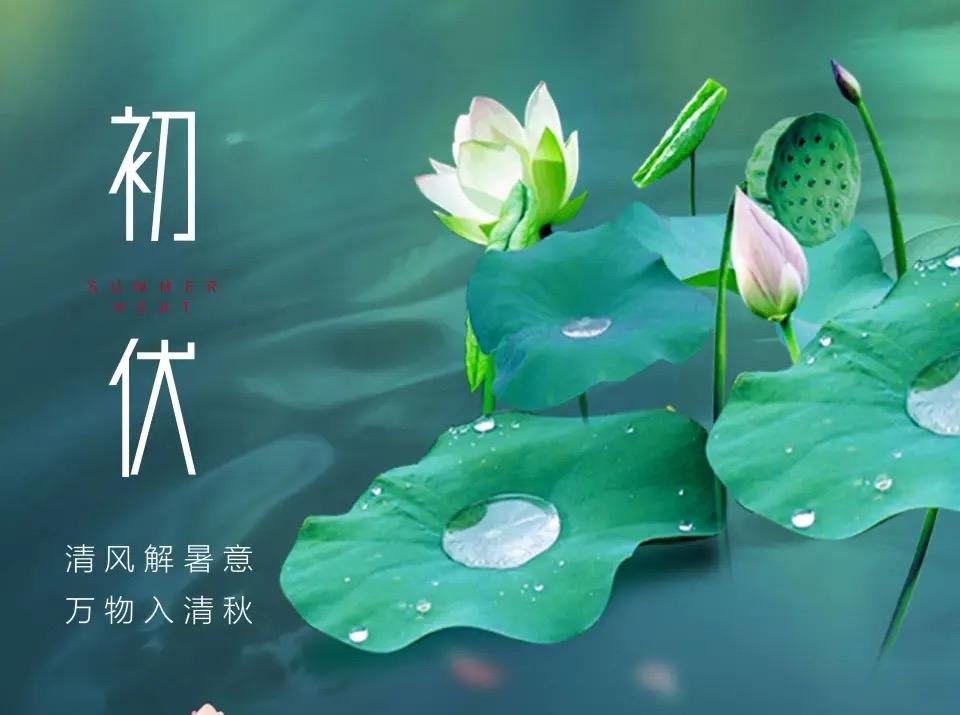 满庭芳·夏荷观帖
 
文/青云
翠荷抑暑，清歌绕树，长轴静挂林边。
墨题荷影，四