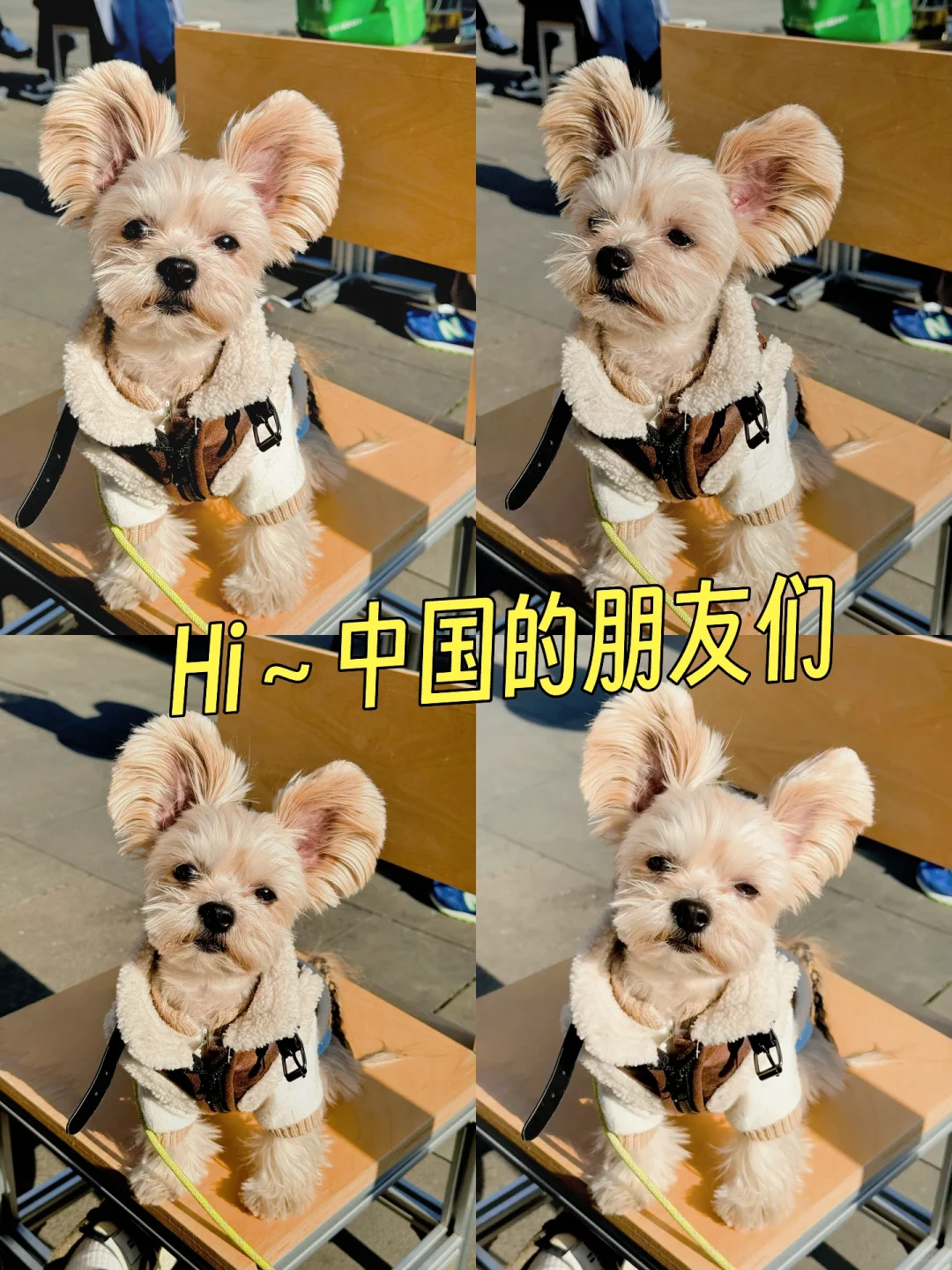 Hello guys～我想找个中国寄宿家庭