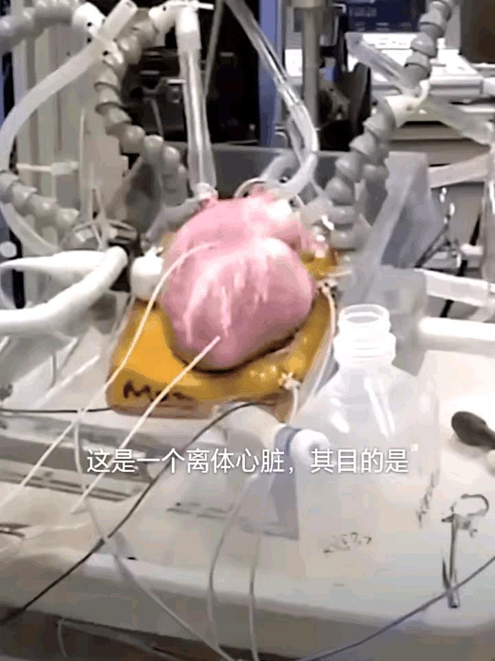 你敢信吗？
科学家现在能让一颗离开身体的心脏，自己在外头扑通扑通跳！
不是电影特
