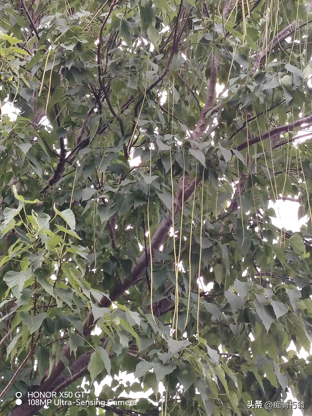 请朋友们看一看，这种浑身长满长豆角的树叫什么名字？