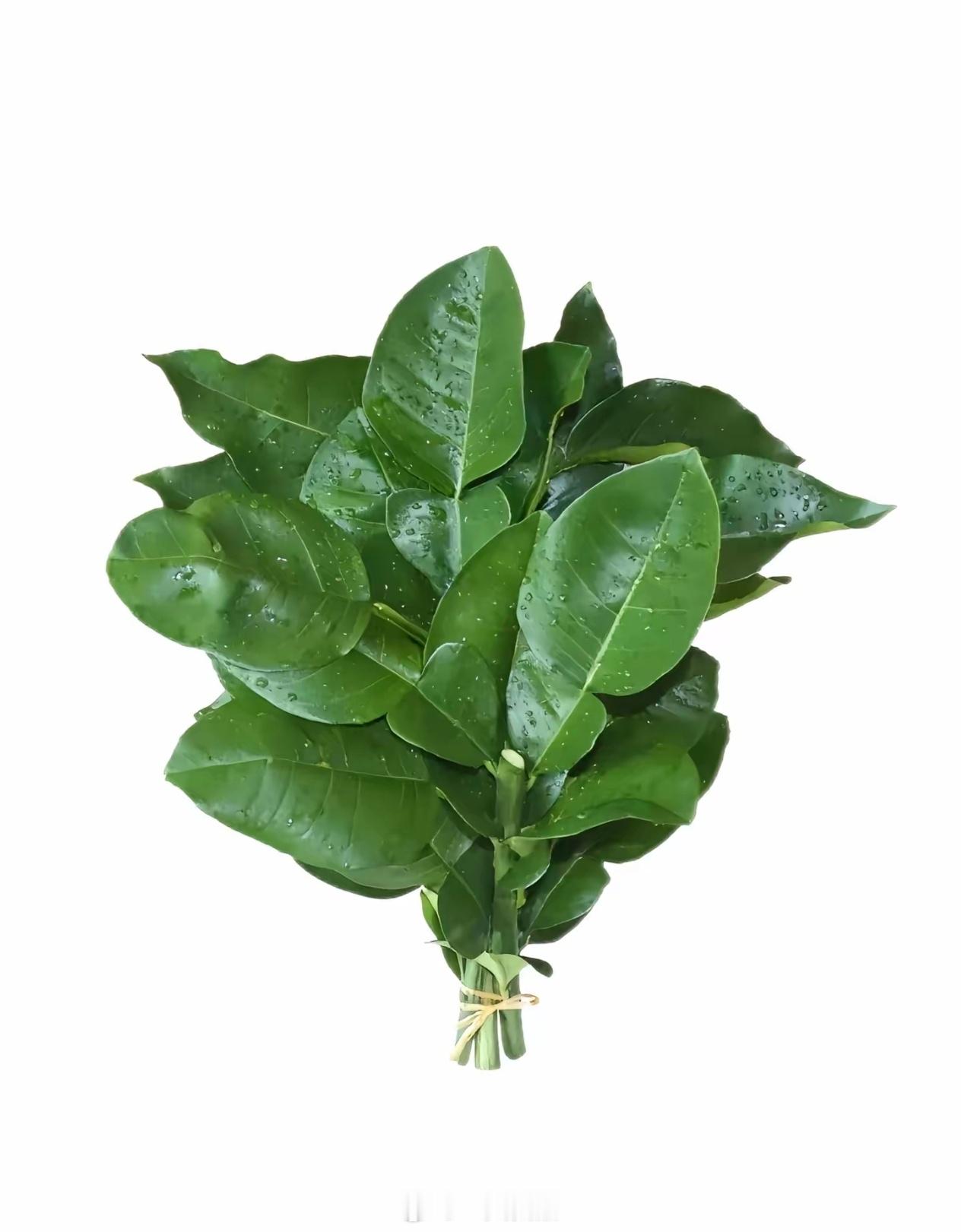 一把柚子叶，给邓为去去晦气陈都灵邓为或二搭黛色