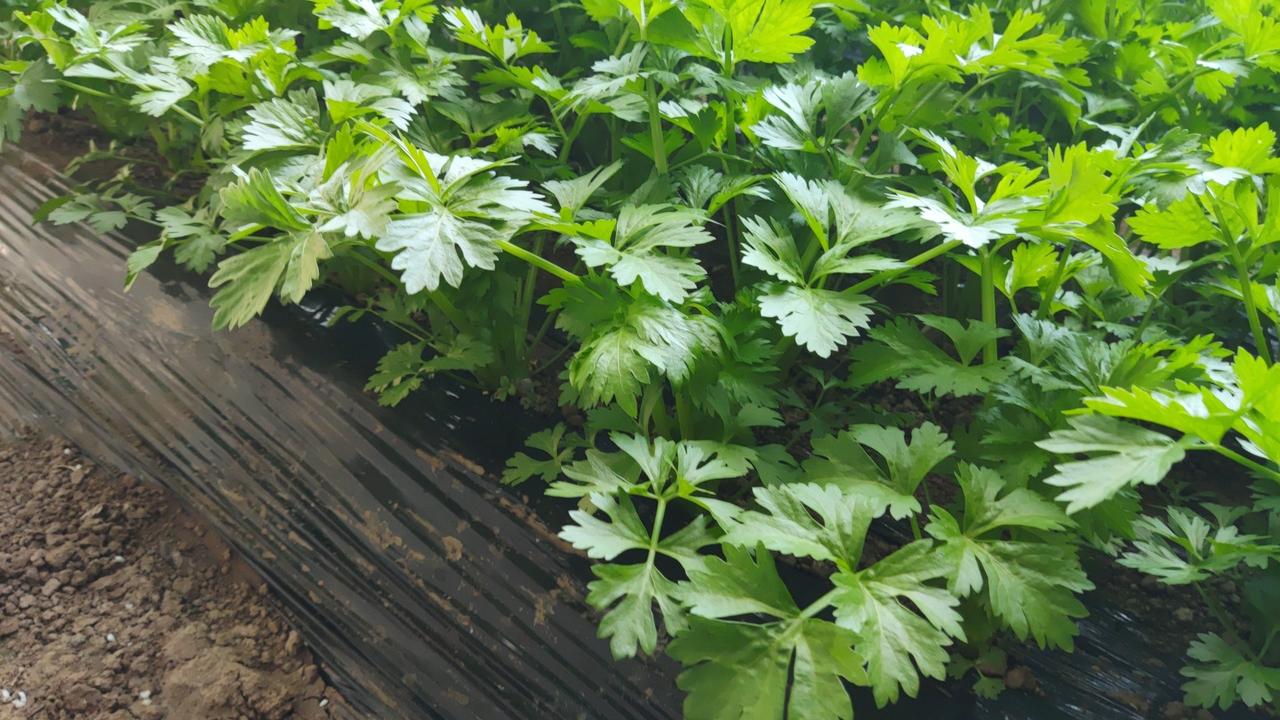 晒图笔记大赛芹菜，纯粹，浓郁～