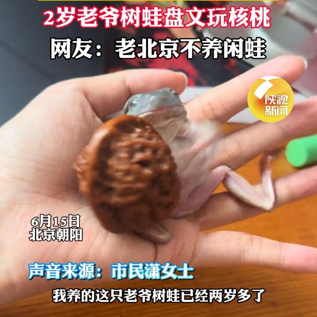 刷到的这个萌趣热点，直接把我笑到拍大腿。北京的潇女士养了只两岁多的老爷树蛙，这小