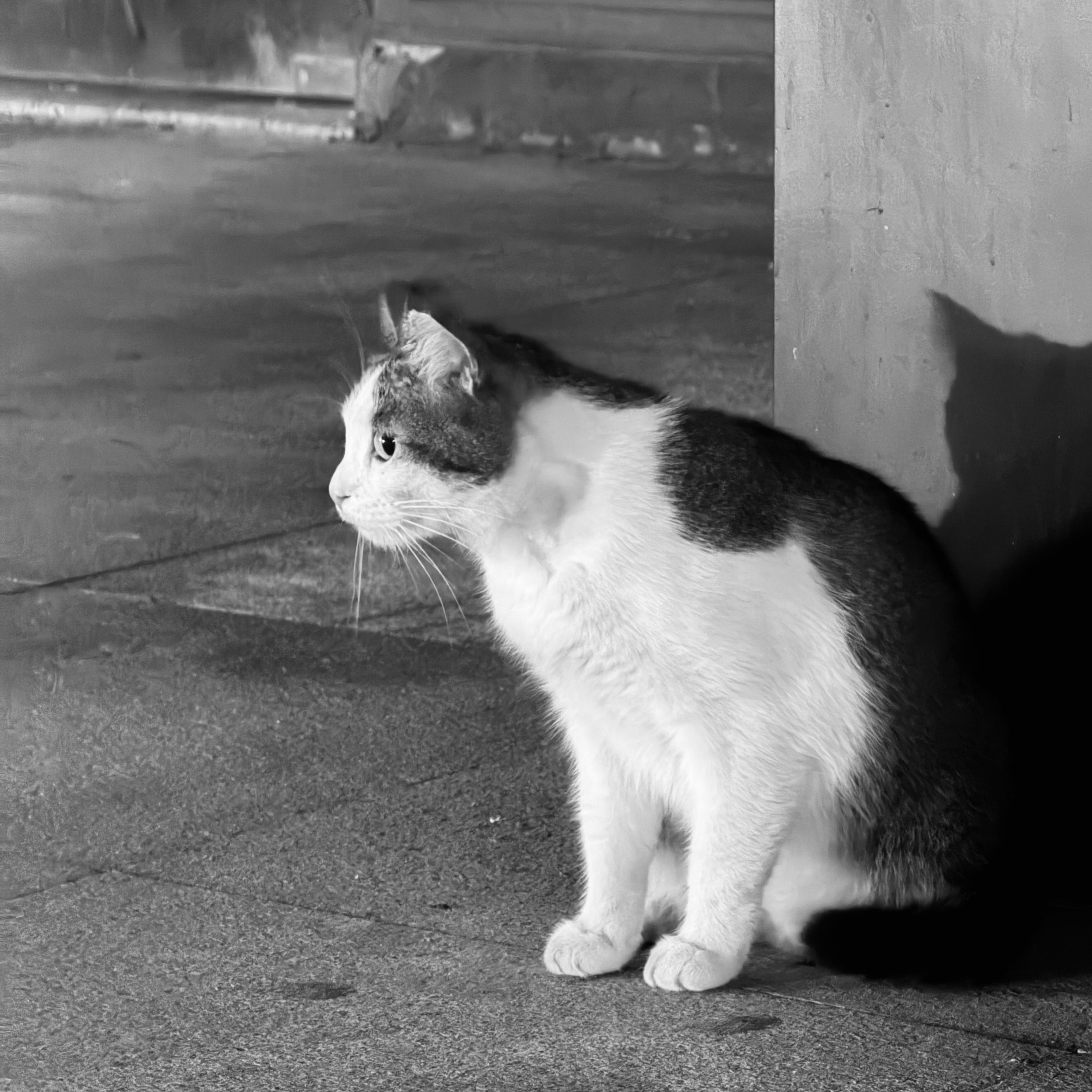 🐱 成都·万象润街美食城