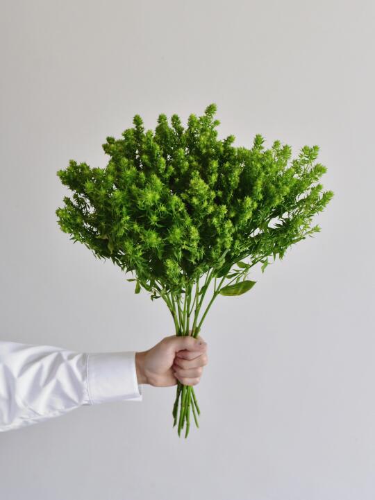 荷兰福禄考·De Hulk