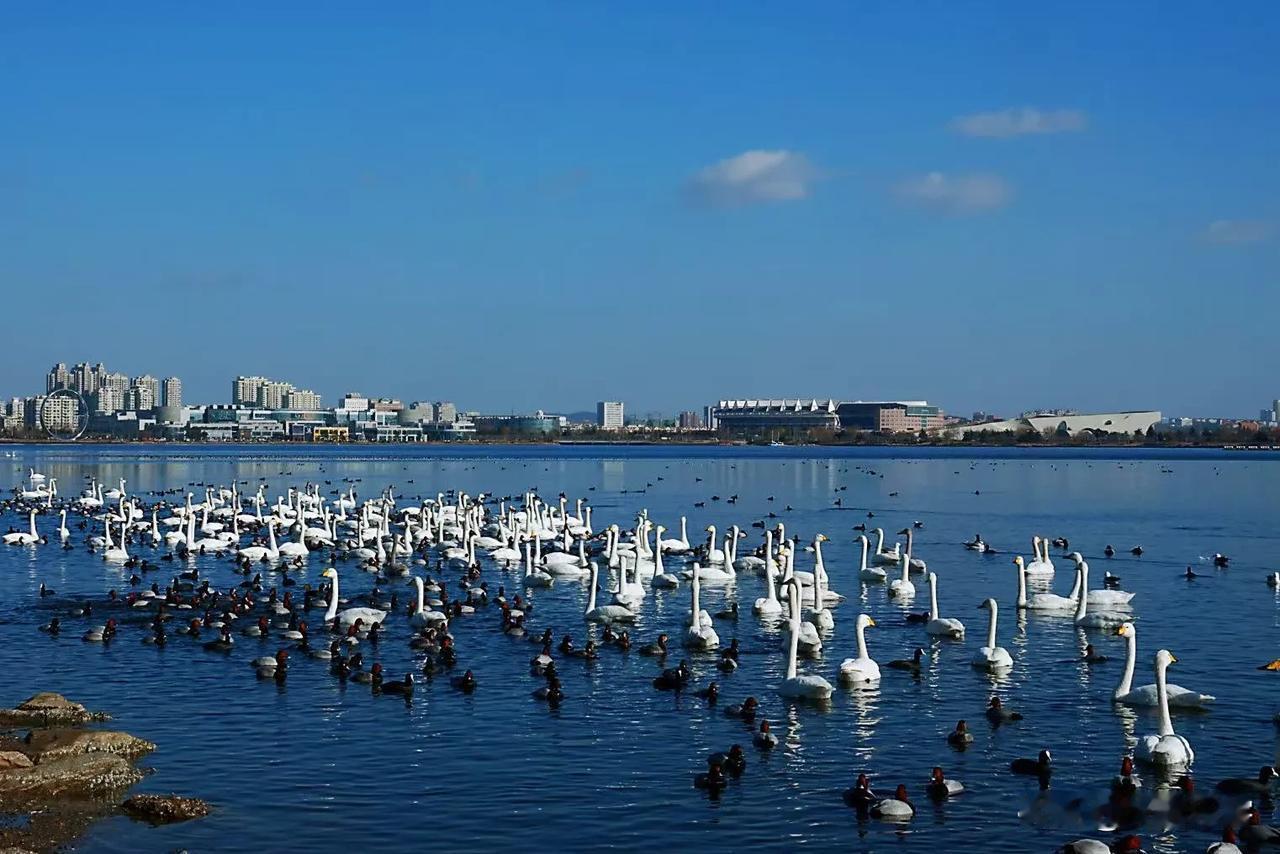 一个城市，如果河流众多，湿地湖泊紧邻城市，而且附近又是大海，城市不要太大，生态环