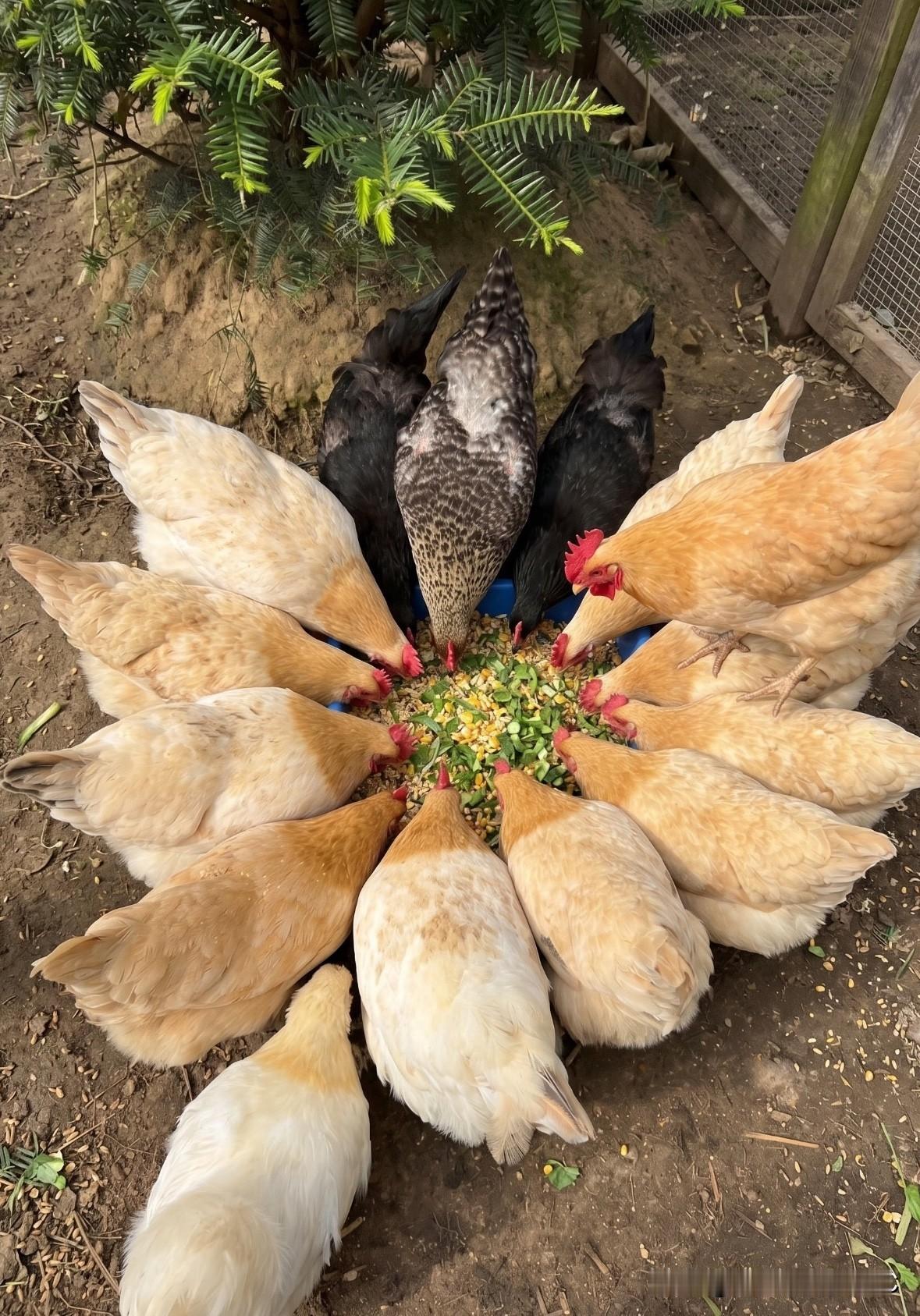 踩在鸡背上的鸡🐓