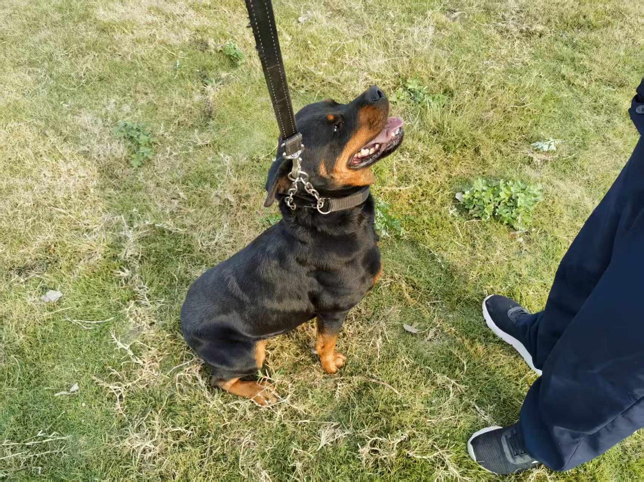 黄梅县有警犬丢了！今天中午在吴楚大道走失的。警犬对于警方工作至关重要，它们可是警