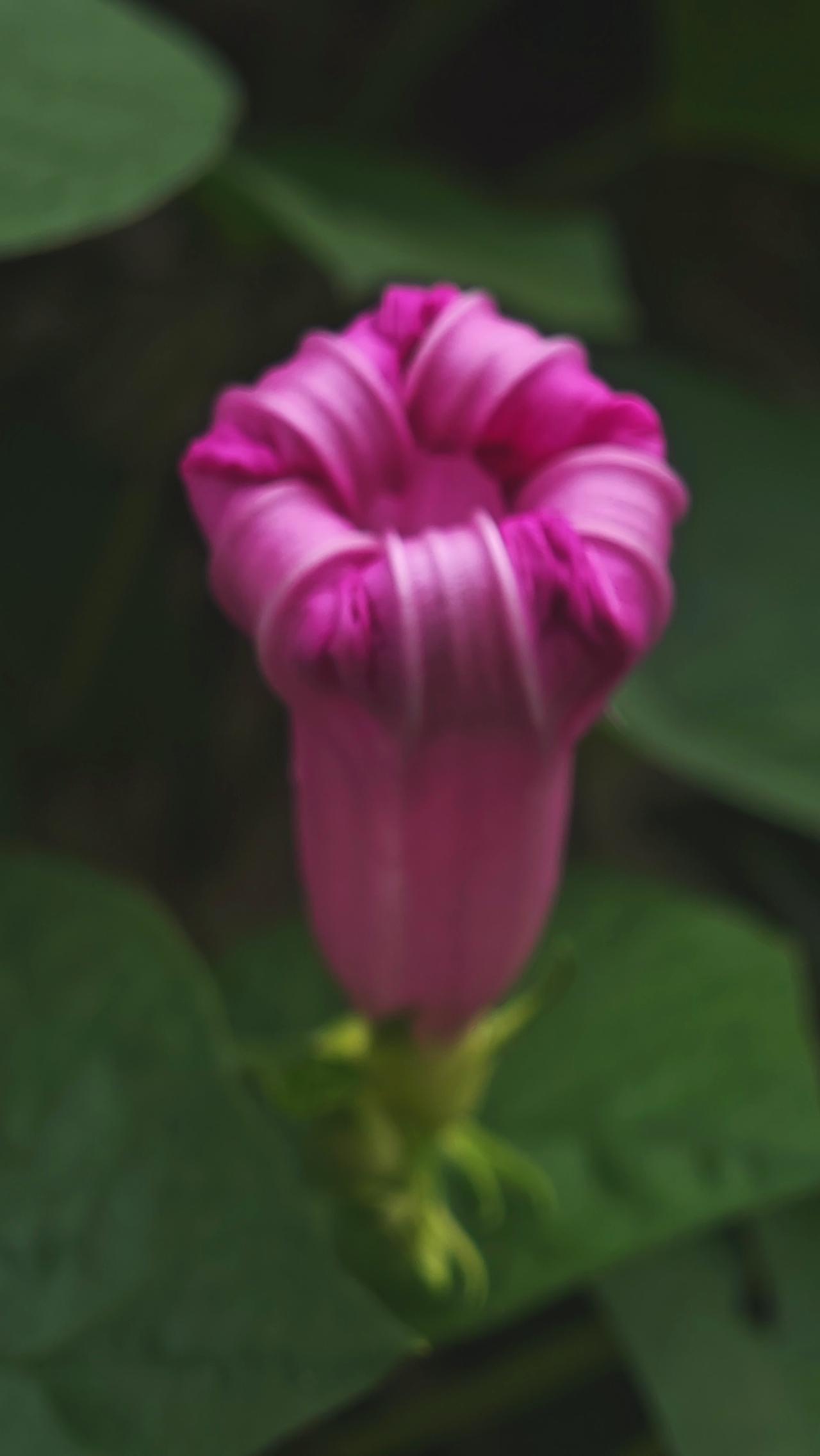 分享今日随手拍的照片牵牛花