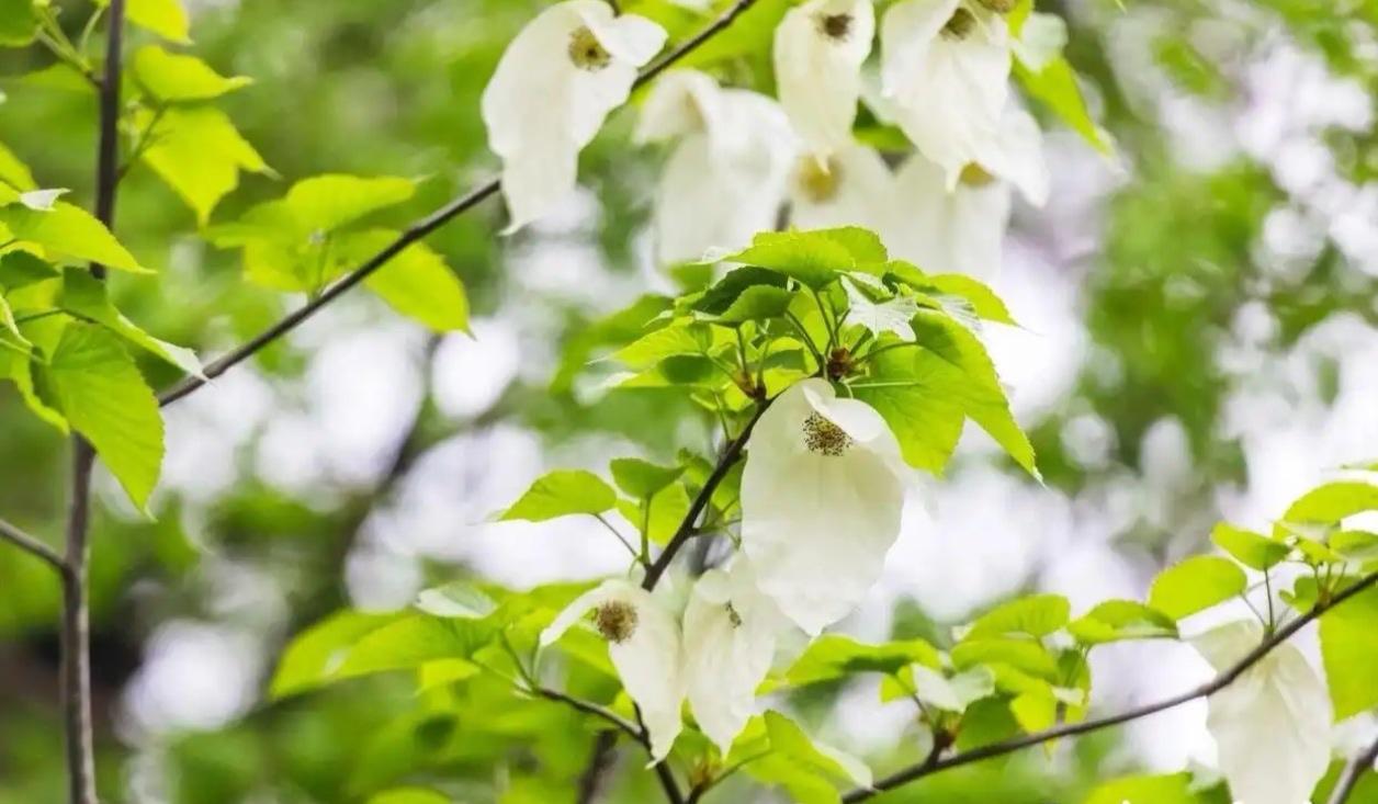 【南京玄武湖惊现“国宝级选手”！满树鸽子花，仙气飘飘迎春来～🌸】

这个春天，