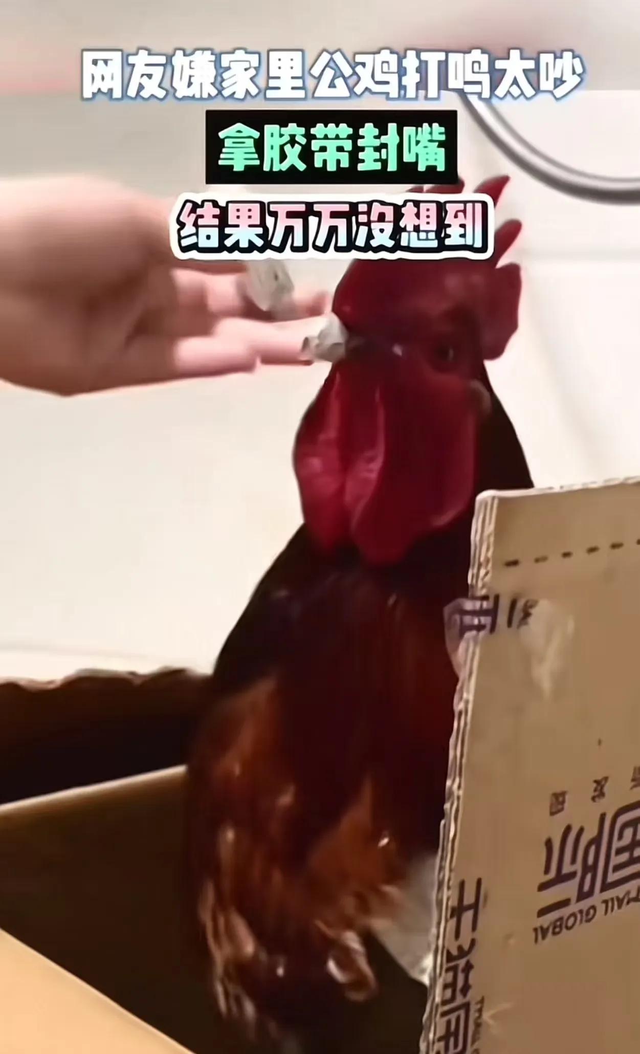 朋友们谁懂啊！胶带封鸡嘴居然彻底白忙活！
 
亲戚送我一只大红公鸡，本想着养几天
