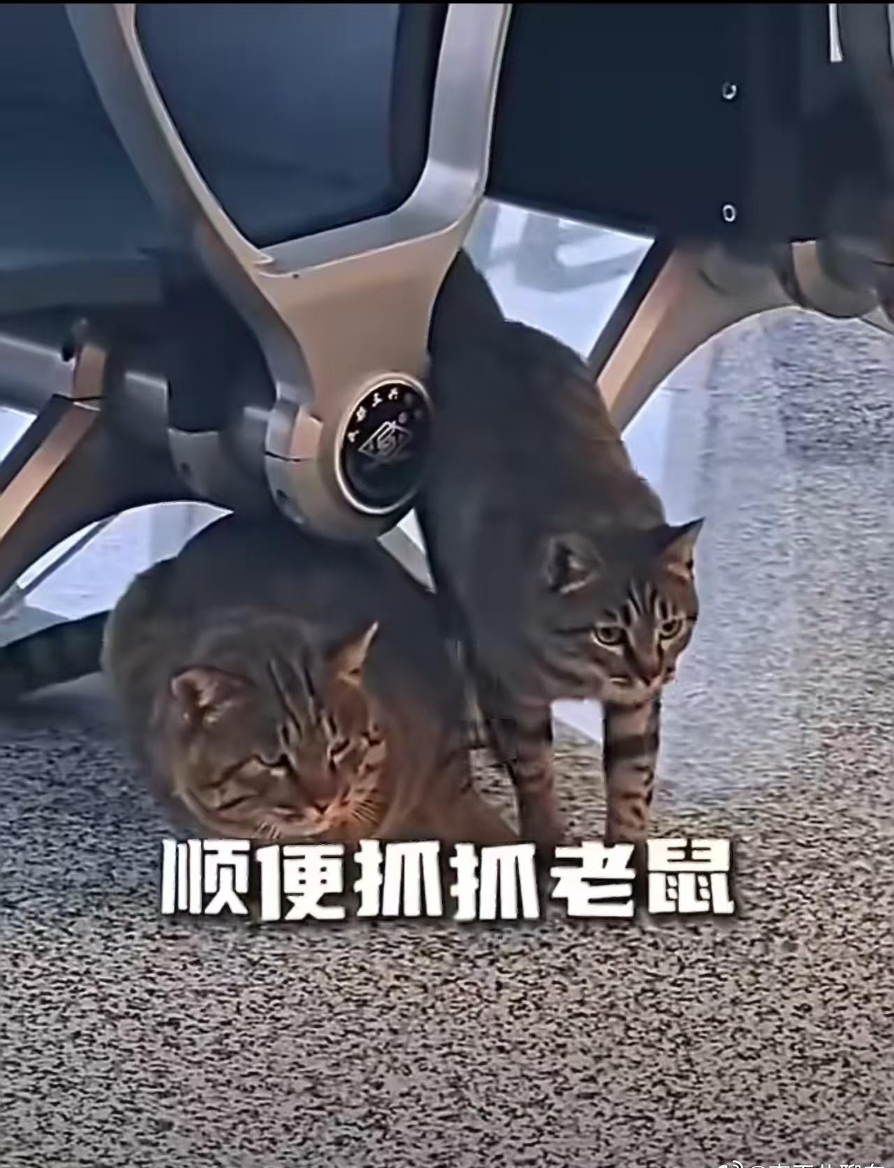 兰州机场对于流浪猫不仅没有驱赶，而且还给他们安排大豪宅，喂食免疫绝育。
这波操作