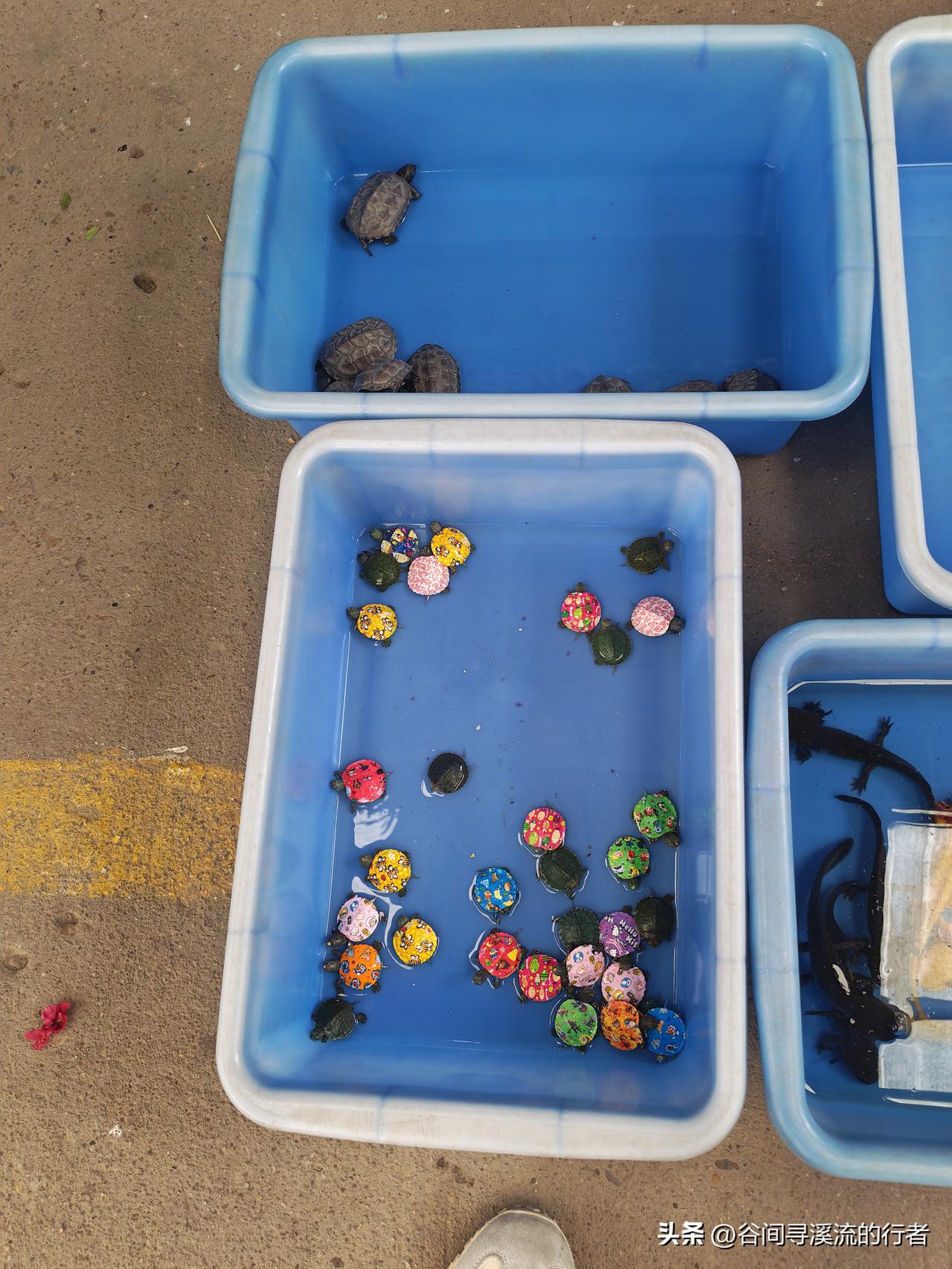 周末路过花鸟市场，忍不住拐进去转了一圈。

看着玻璃缸里游来游去的金鱼、笼子里上