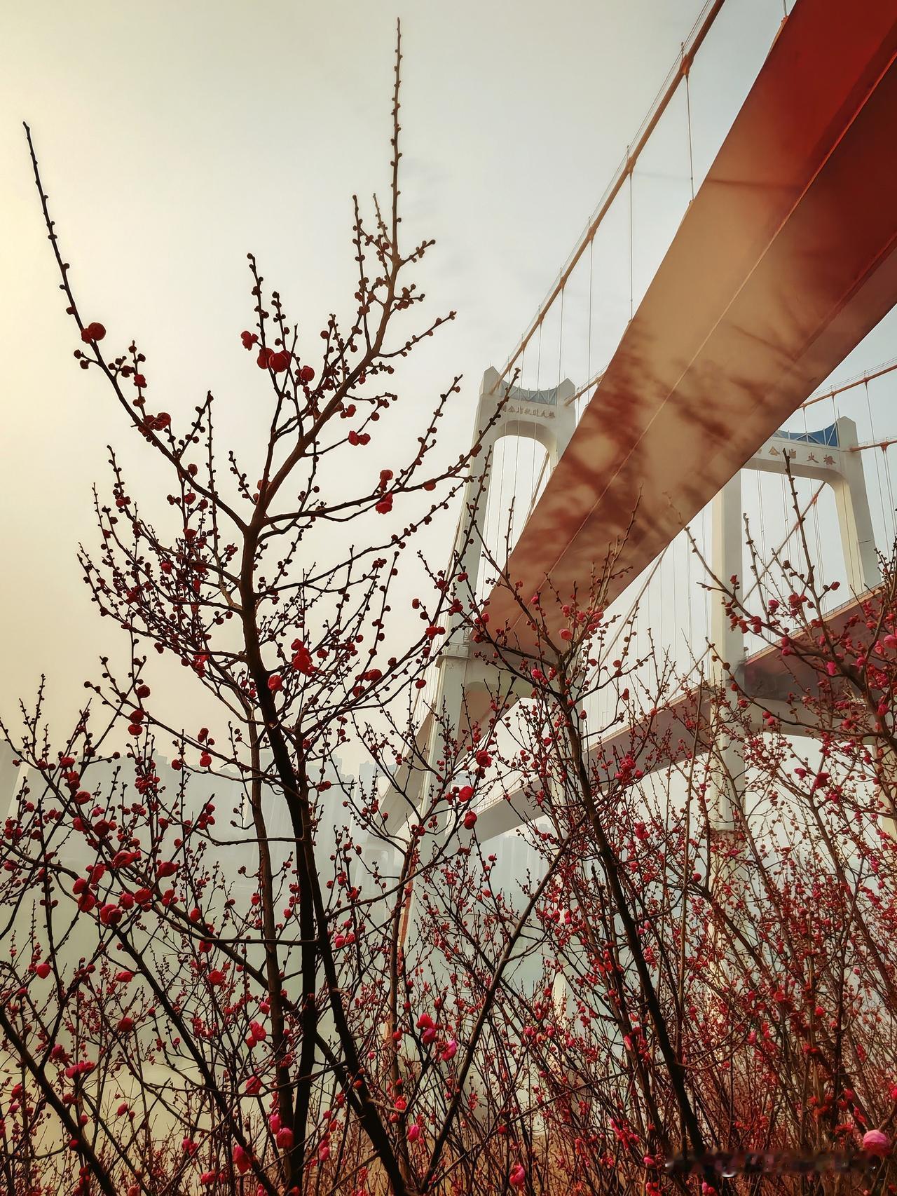 今年冬天有点不一样，重庆主城第一波梅花上线了，南滨路鹅公岩大桥下的红梅花儿竟早早