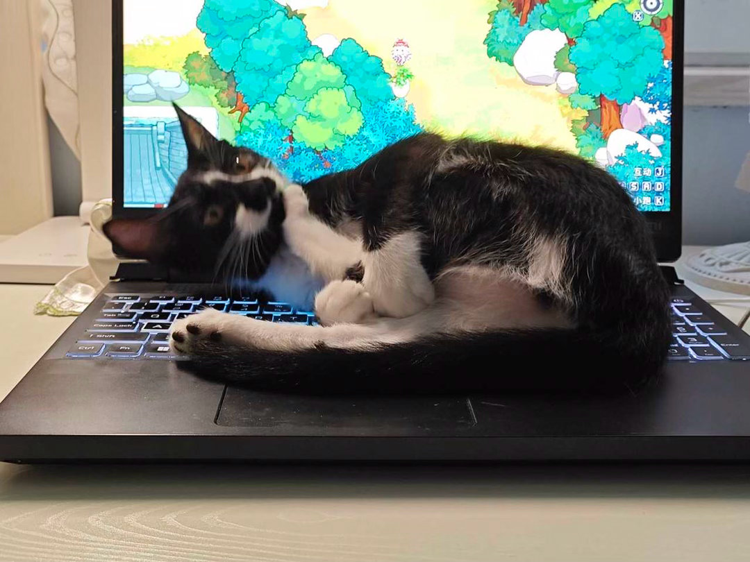 征用您的电脑做桑拿房daily奶牛猫 （投稿：） 