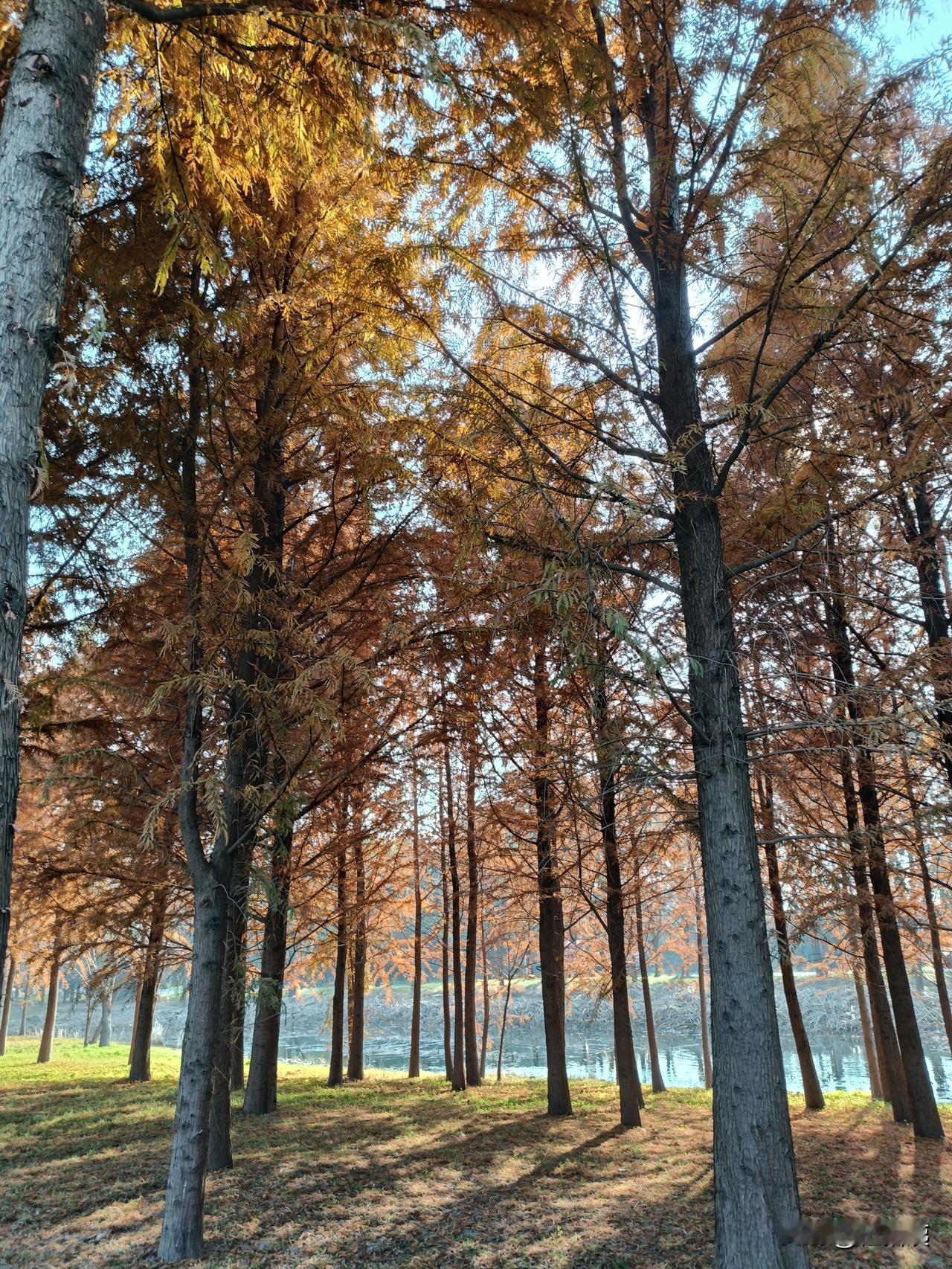 放假的第一天，早8点还没到，老同志朝我做了几个甩杆动作，问他干嘛，他说要去钓鱼。