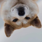踢球迷爱聊体育