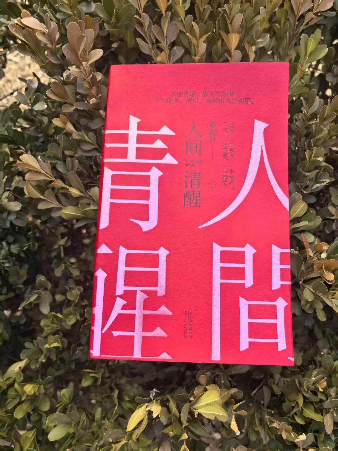 《人间清醒》：人生如梦，当活出几分清醒