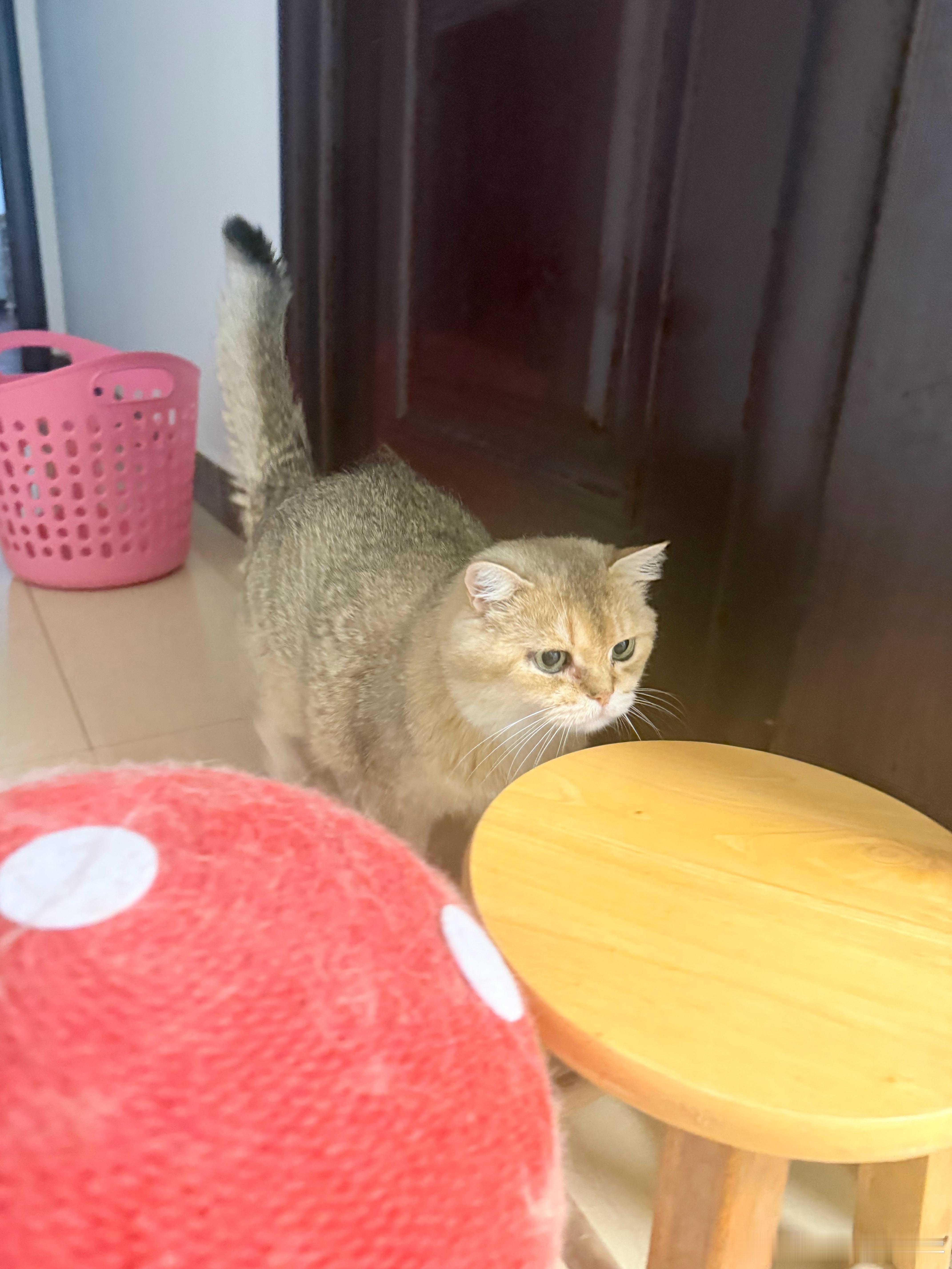 暗中观察萌宠猫咪