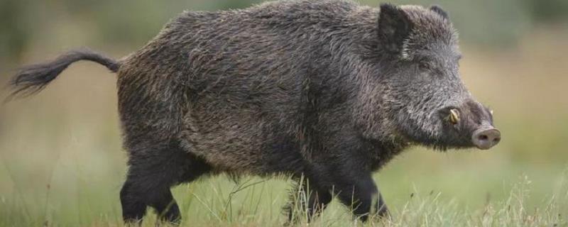 【被调出“三有”名录 野猪：我危险了吗】国家林草局6月30日公布新调整的《有重要