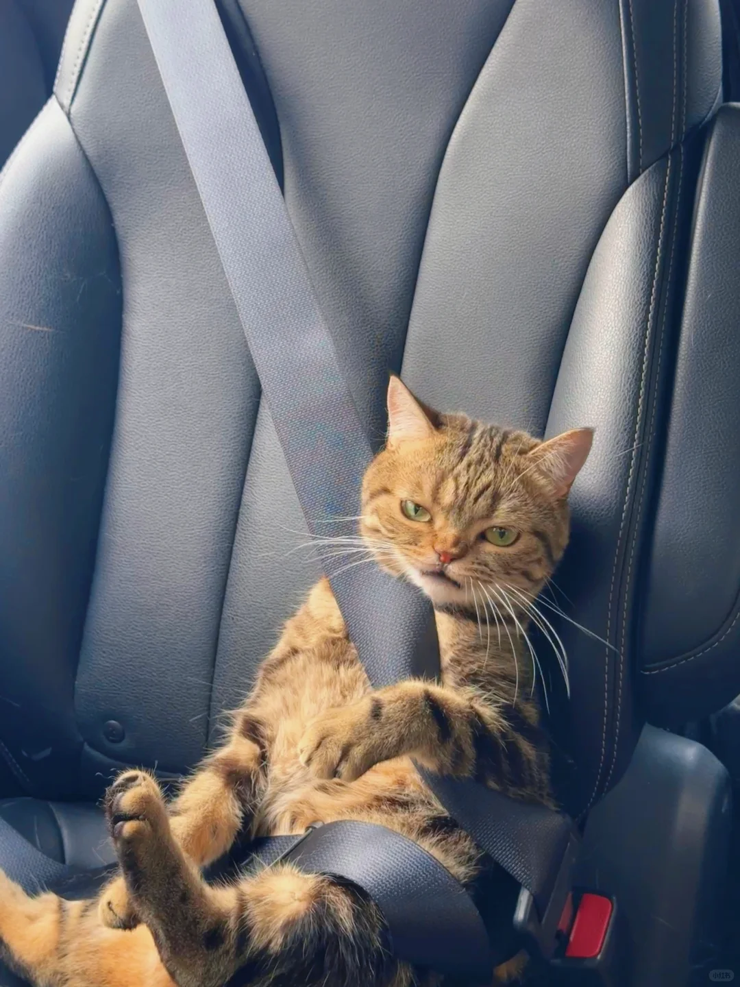 拼车拼到了一只不太好惹的猫
