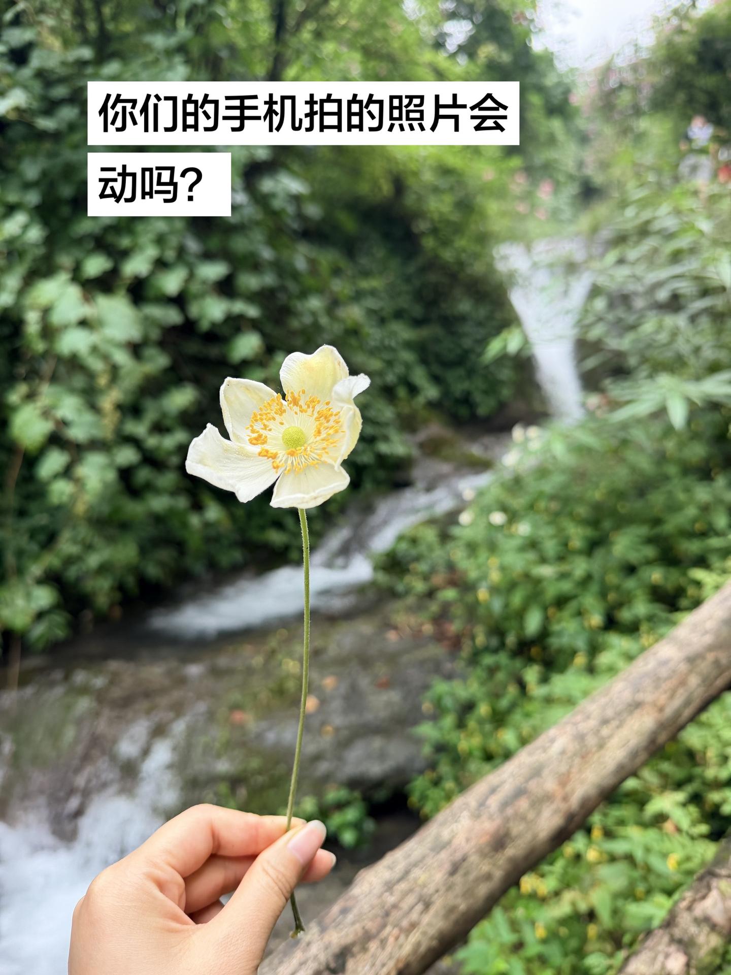 只有苹果才能拍出动图。