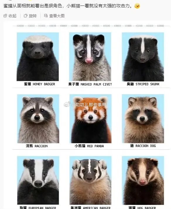 大家喜欢哪只萌物？🐼🐼 